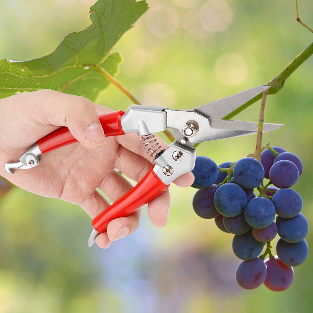 Plantensnoeischaren Rechte sno - Pruning Shears recensie en prijs